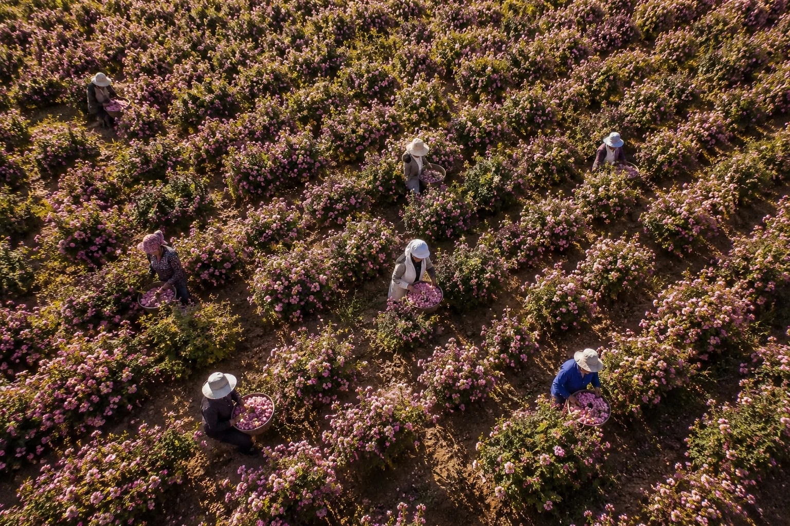 worker picking in a damask roses farm in iran