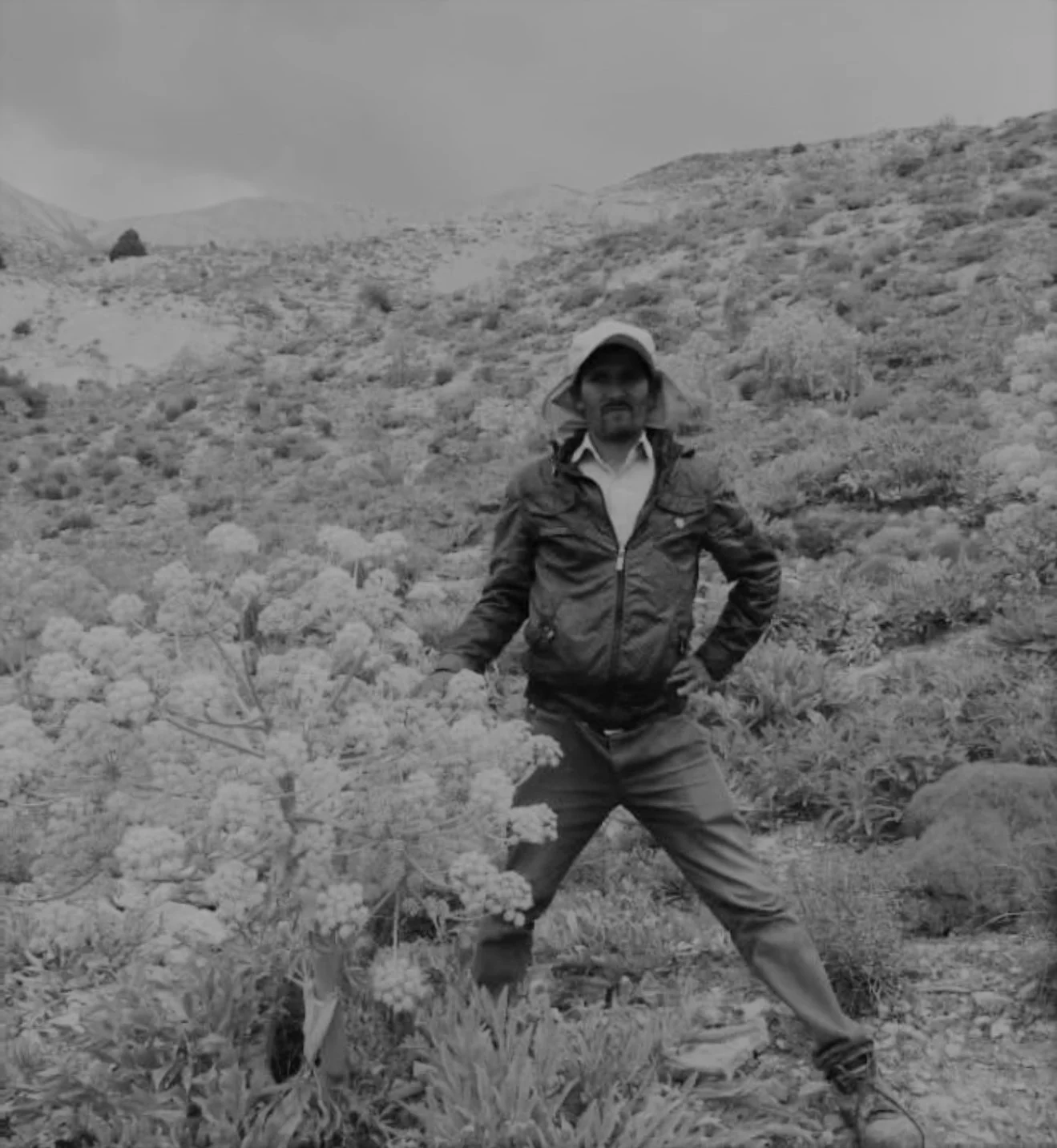 Old black and white photo of Iranian farmer standing next to Ferula asafoetida plant
