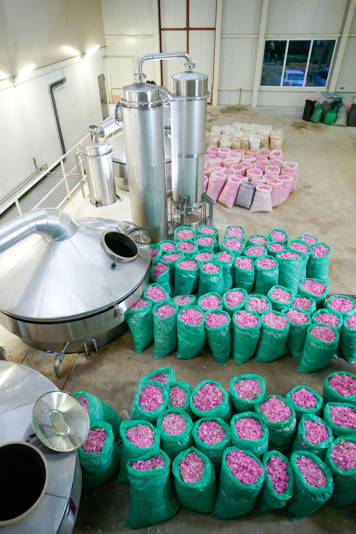 Industrial machines producing rose water with large sacks of fresh Damask roses in a factory
