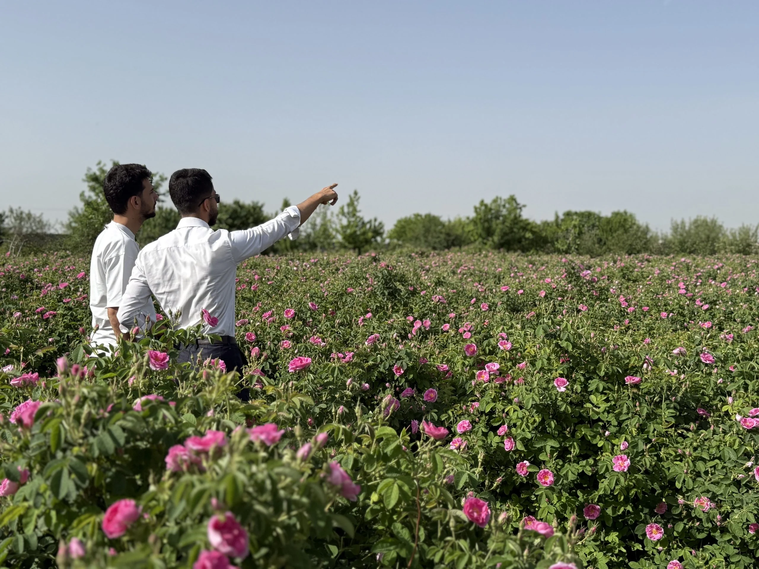 Sourcing specialists overseeing the harvest of Rosa damascena flowers at a rose farm, verifying raw material quality, traceability, and sustainable sourcing practices for international supply chain