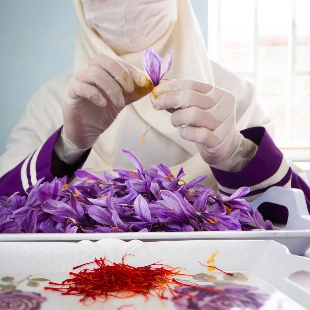 An Iranian woman wearing protective gloves and a medical mask is hand-cleaning saffron threads in a hygienic workspace.