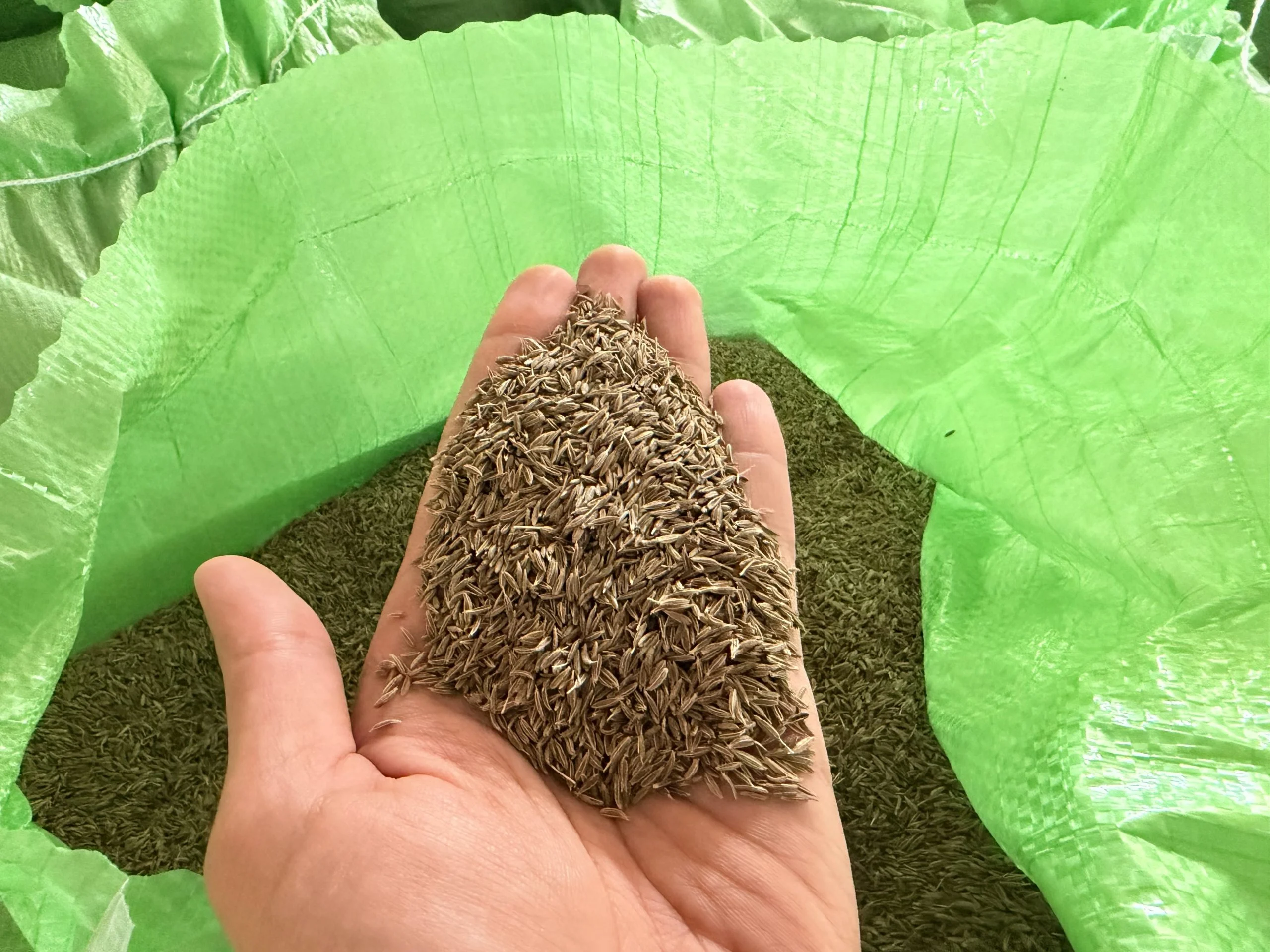 green cumin in hand