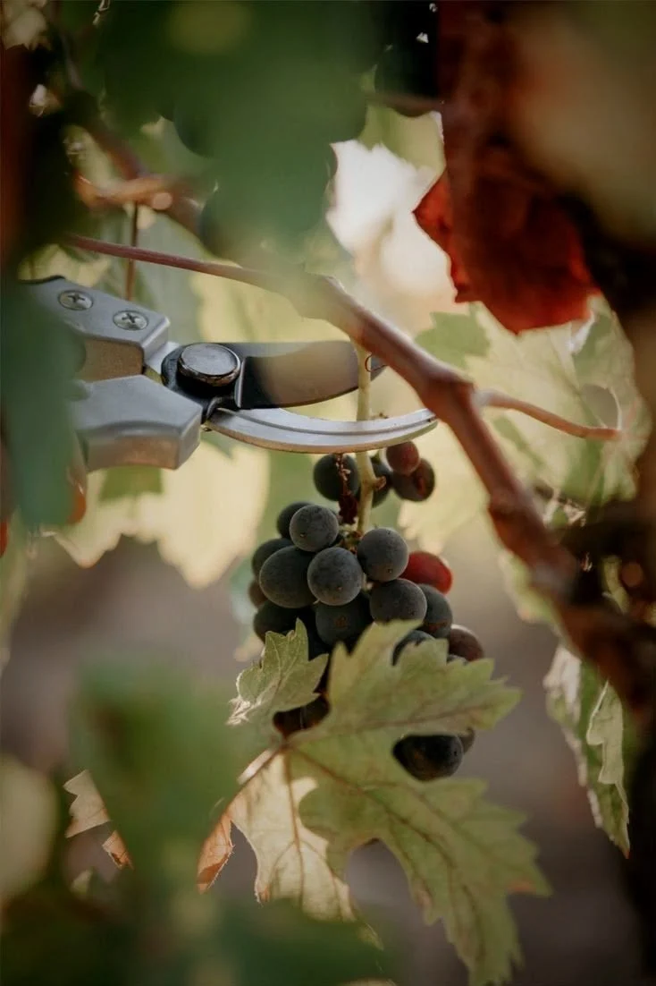 Black grape harvest
